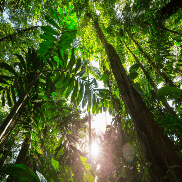 Experiencia Wellness Costa Rica - Imagen 5
