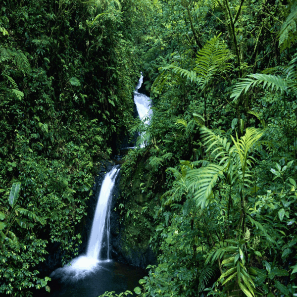 Experiencia Wellness Costa Rica - Imagen 4